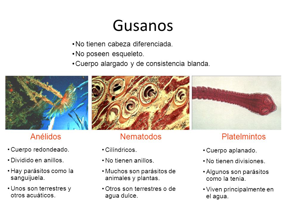 Las formas de la existencia de los parásitos